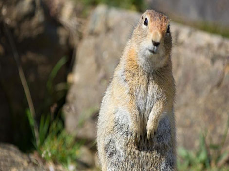 arctic squirrel brown fur