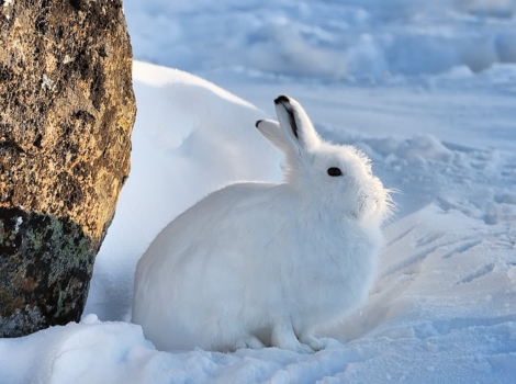 arctic hare in tundra and seasonal camouflage