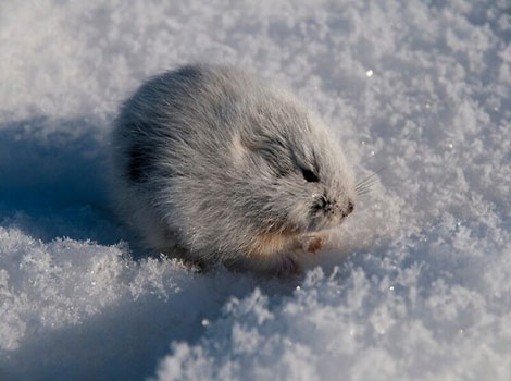 lemming fur changing color and snow cover