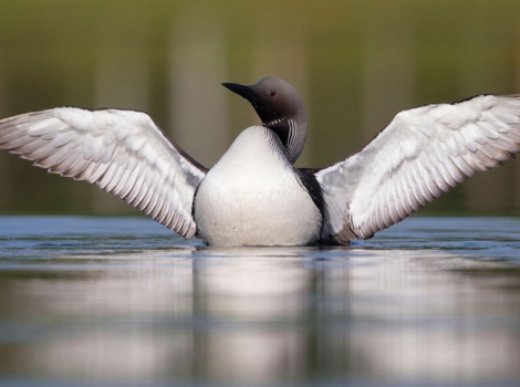 arctic loon diving freshwater lake