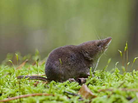 arctic shrew in wetland and venomous saliva for prey