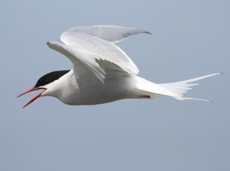 arctic tern migratory flight
