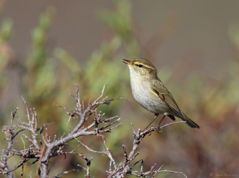 arctic warbler and dense shrubs boreal forest Eurasia