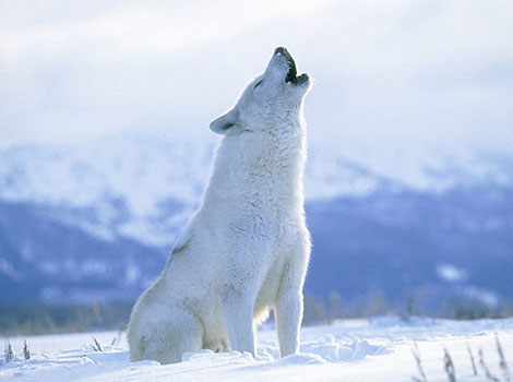 arctic wolf white fur and tundra pack hunting
