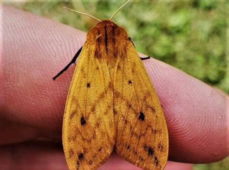 arctic woolly bear moth frozen larva survival behavior