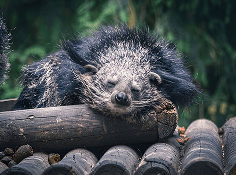 binturong black shaggy fur and prehensile tail