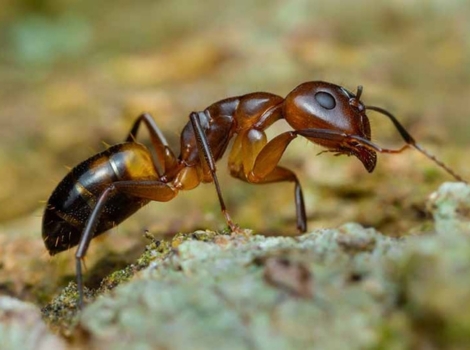 argentine ant and invasive behavior habitat