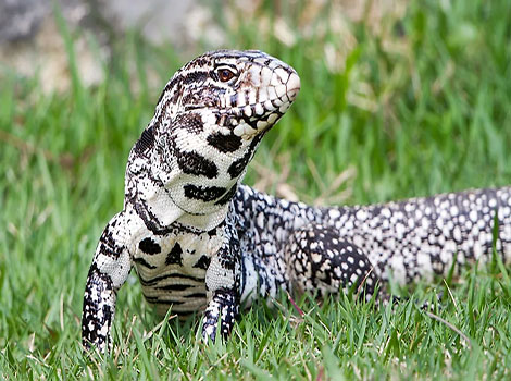 argentine black and white tegu bold patterned coloration
