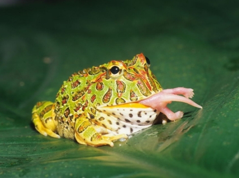 argentine horned Frog bright green skin and wide jaw