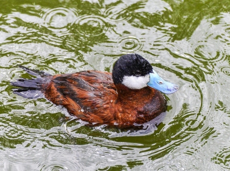 argentine ruddy duck
