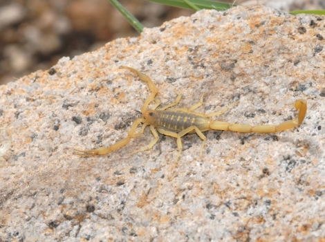 arizona bark scorpion light brown body and desert habitat