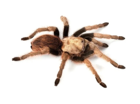 arizona blonde tarantula