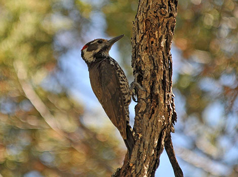 arizona woodpecker tree foraging and pine woodland