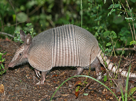 armadillo defensive adaptations and bony armor