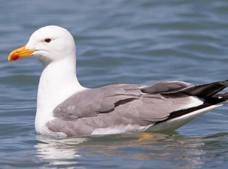 armenian gull mountain lake