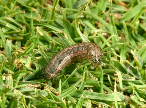 armyworm larvae crop infestation and damage