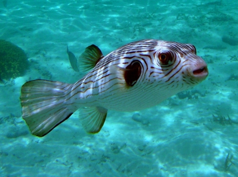 arothron pufferfish defensive adaptation and coral reefs