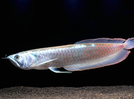 arowana dragon fish leaping and river habitats
