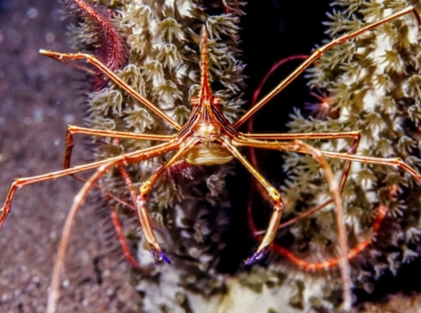 arrow crab coral reef habitat and spindly legs