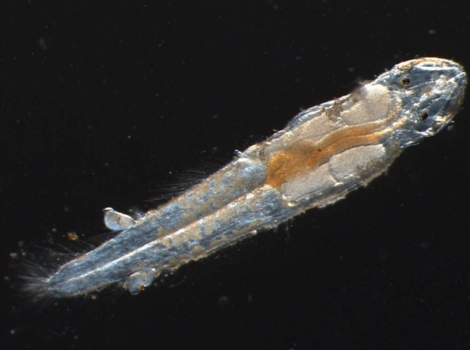 arrow worm transparent body and marine hunting behavior