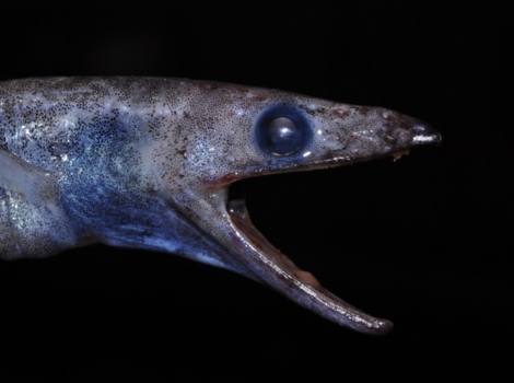 arrowtooth eel body structure and gulf habitat