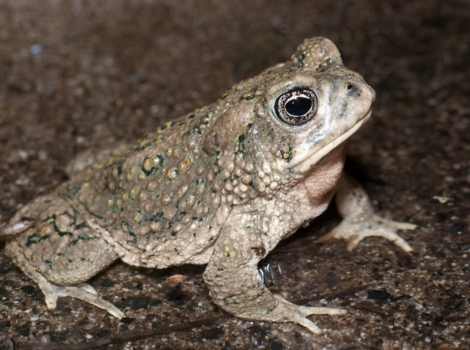 arroyo toad sandy stream habitat
