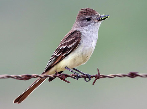 ash throated flycatcher