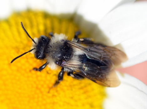 ashy mining bee white bands and nesting behavior