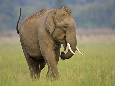 asian elephant tropical