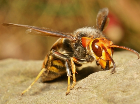 asian giant hornet large size