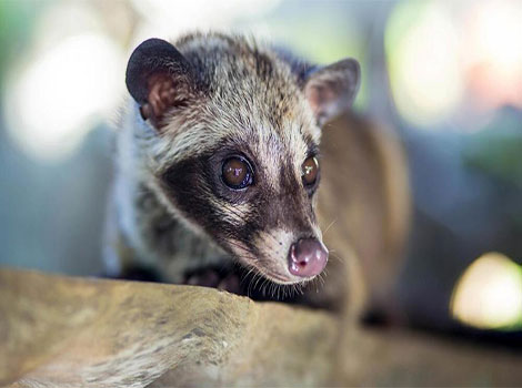 asian palm civet in forested habitat and seed disperser