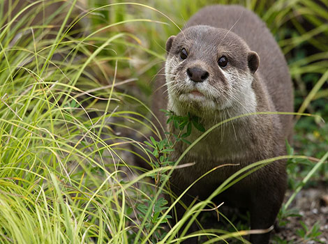 small-clawed otter dark fur and playing activity