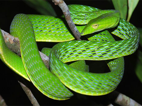 asian vine snake bright green body and foliage