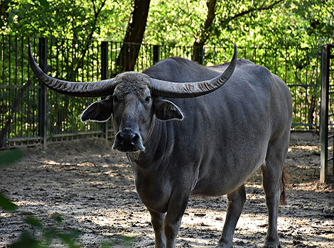 asian water buffalo