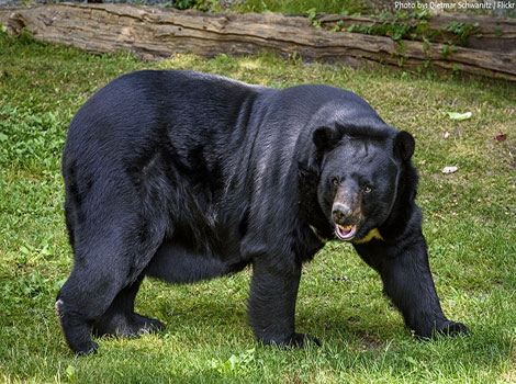 black bear looking for food