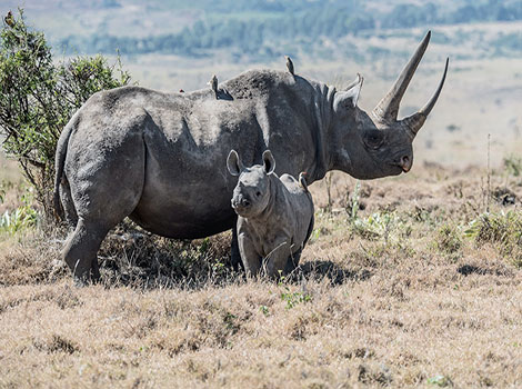 asiatic black rhino and tropical rainforest habitat