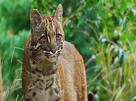 golden cat reddish-brown fur