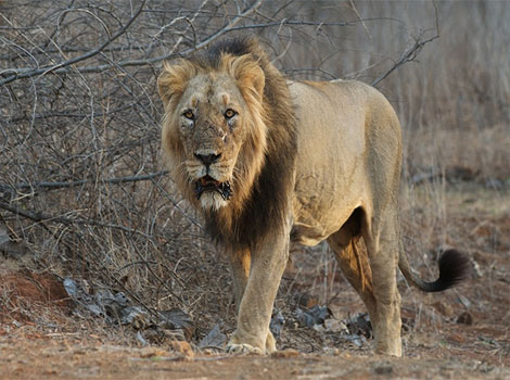 asiatic lion and Gir Forest habitat