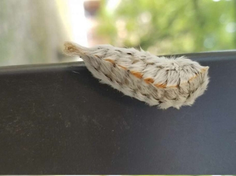 asp caterpillar furry body and venomous spines