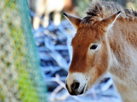donkey adaptability in deserts and arid habitats