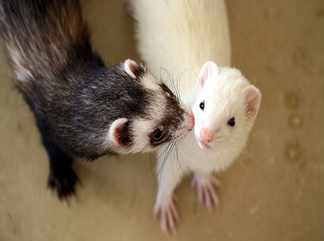 assamese ferret live in subtropical forest and elusive behavior