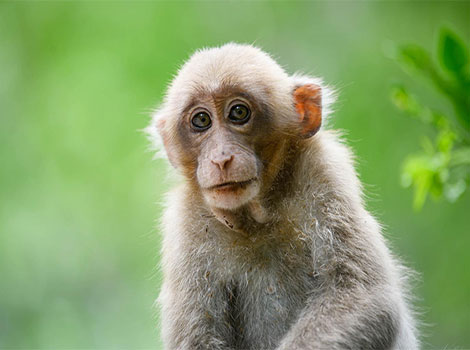 macaque yellowish fur and multi-male troop