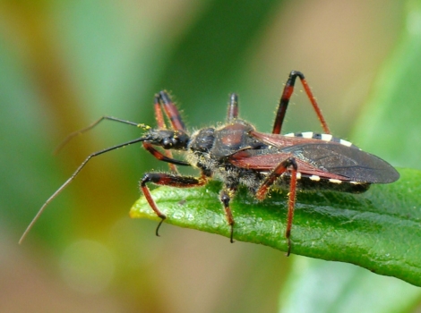 assassin bug predatory behavior and tropical habitat