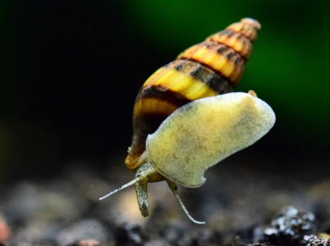 assassin snail striped shell and carnivorous behavior