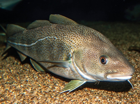 atlantic cod benthopelagic behavior and cold waters