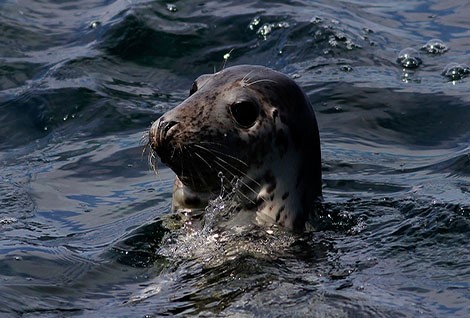 atlantic gray seal rocky shore and marine life