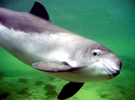 atlantic harbor porpoise and coastal habitats