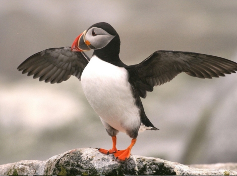atlantic puffin and breeding cliffs
