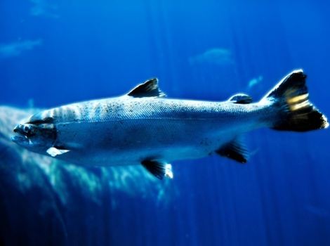 atlantic salmon migration