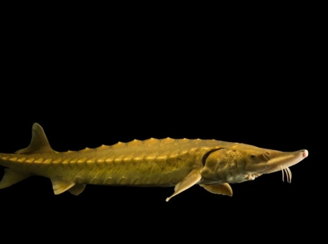 atlantic sturgeon ancient species and estuarine habitat